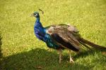 2010 09 18 sauvan 006